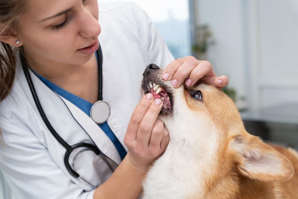 Dentistry veterinary care
