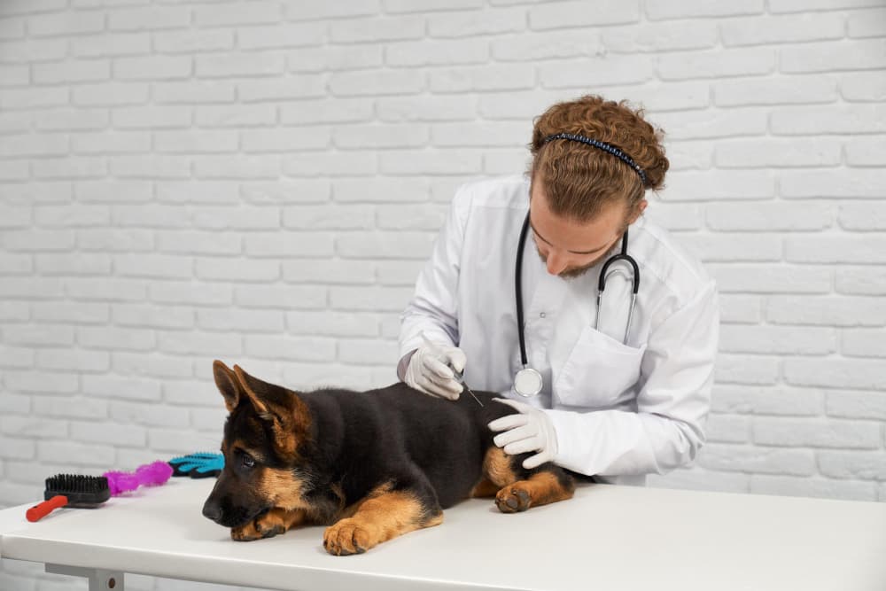 Dermatology veterinary care