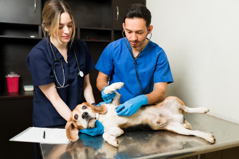 Emergency Care veterinary care