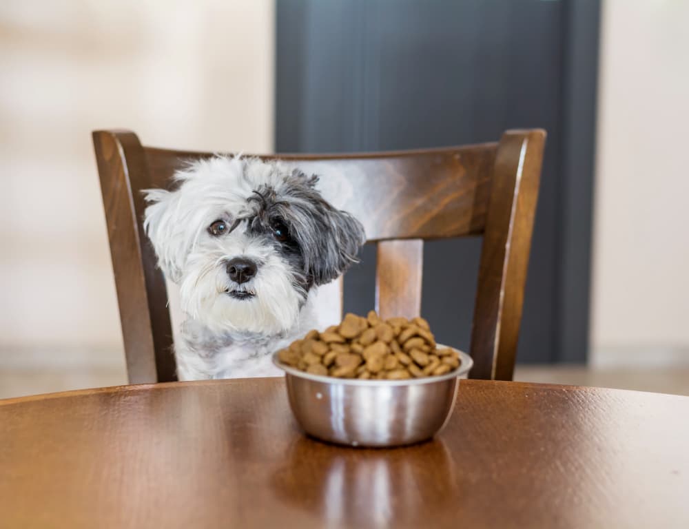 Nutrition veterinary care