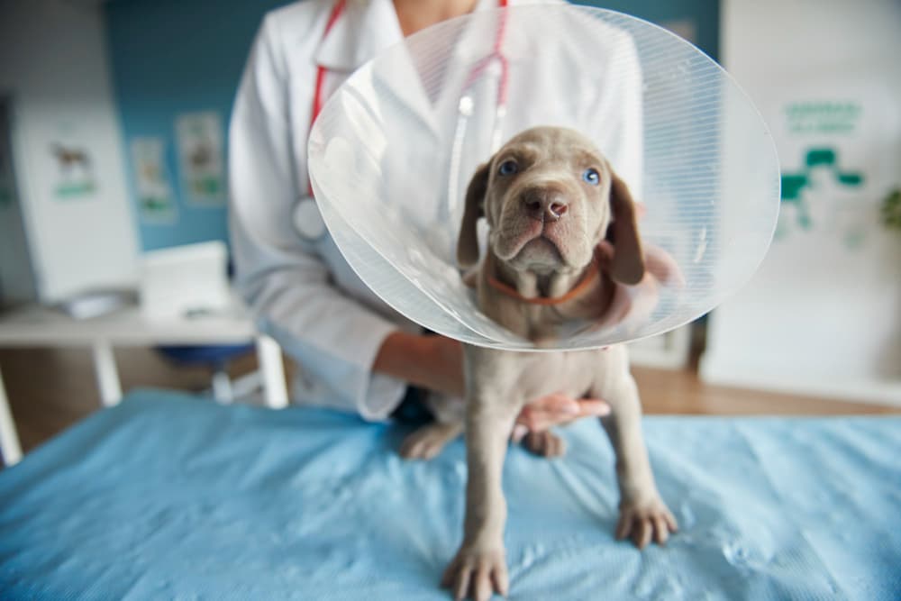 Surgery veterinary care