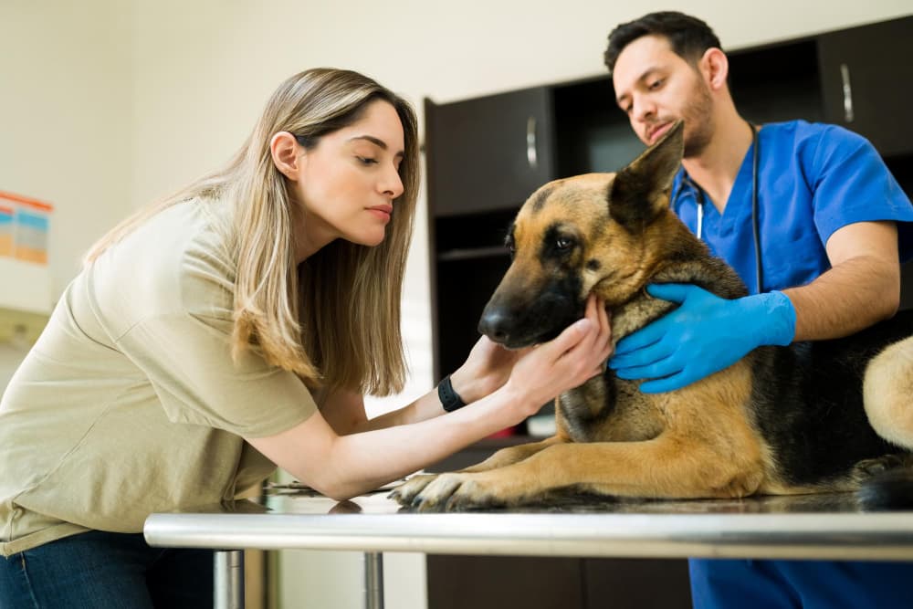 Veterinarian examining a pet